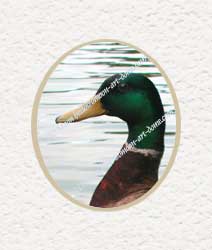 mallard looking at you
