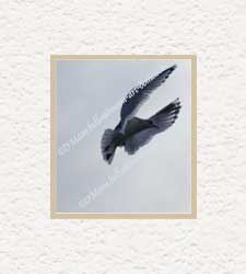 seagull in silver sky